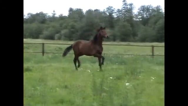 Орловский жеребчик Сан-Ремо от Раунда и Свайки смотреть онлайн