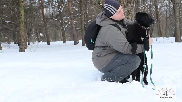 ВЫ ТОЛЬКО ПОСМОТРИТЕ!!! Такой очаровательный щенок Дейв смотреть онлайн