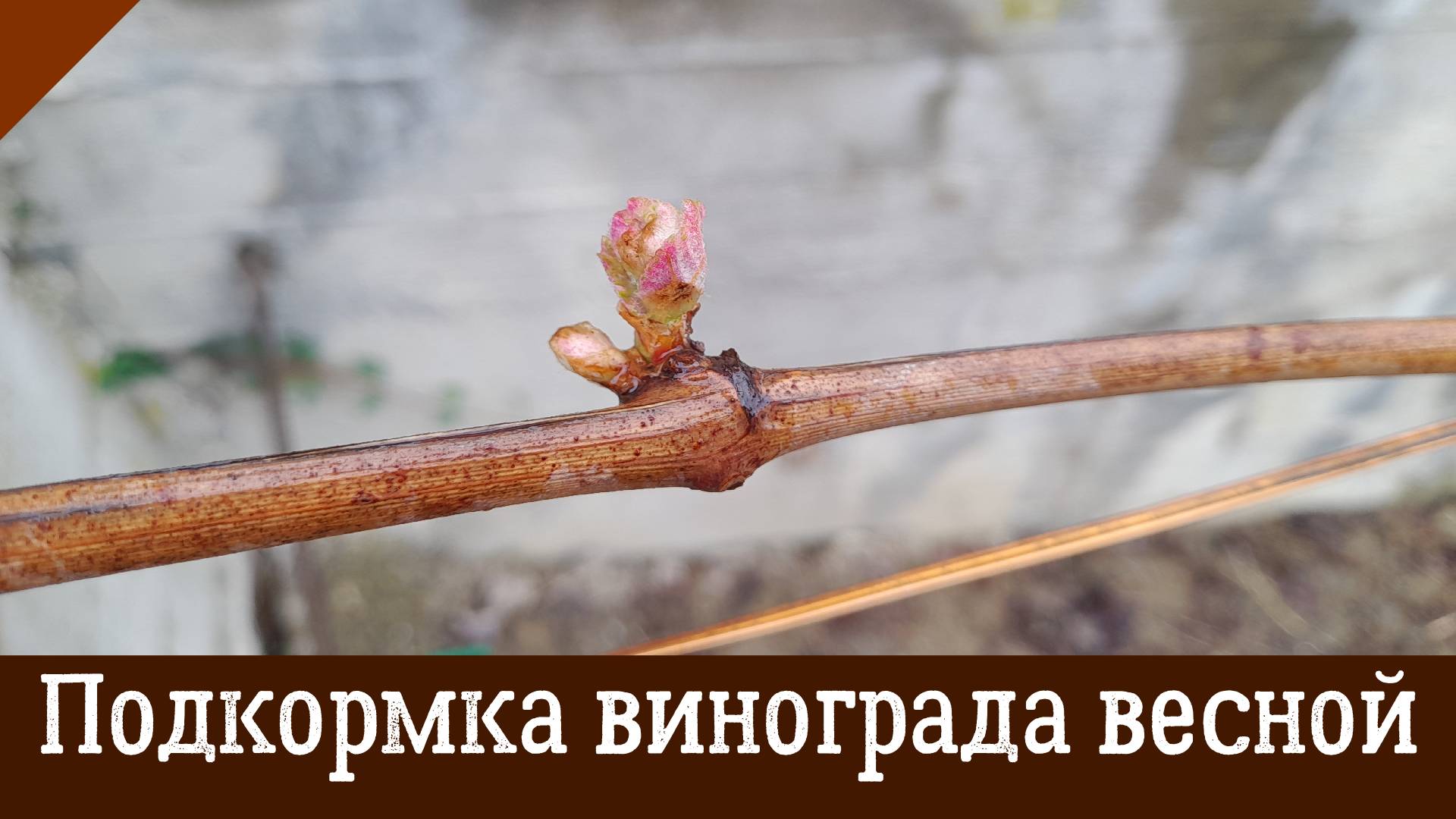 Когда, чем и как подкормить виноград весной? Первая весенняя подкормка винограда смотреть онлайн