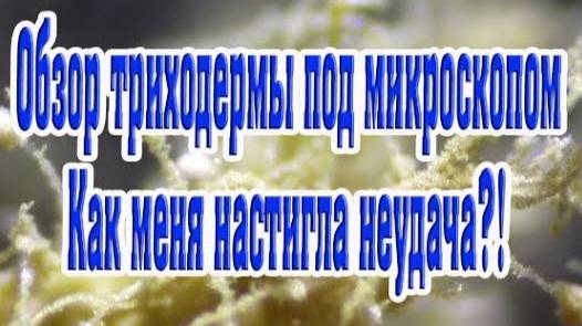 Рост триходермы Вериде и Харцианум.Микроскопия триходермы,мукора,пеницилла. Неудача с боверией?!