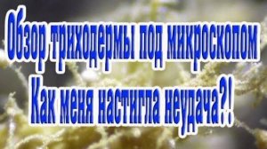 Рост триходермы Вериде и Харцианум.Микроскопия триходермы,мукора,пеницилла. Неудача с боверией?!