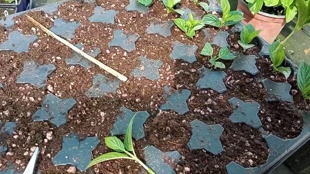 🌱Перечеренковка гортензий 🌺❤