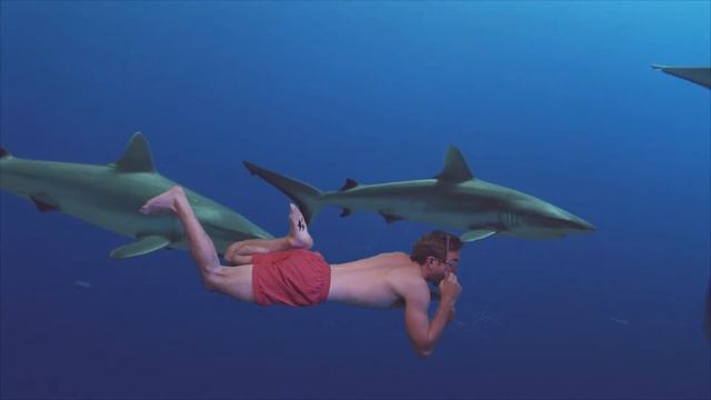 David Hasselhoff during shark week смотреть онлайн