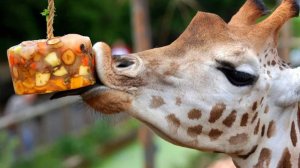 Приколы с животными.Наши любимые смешные животные