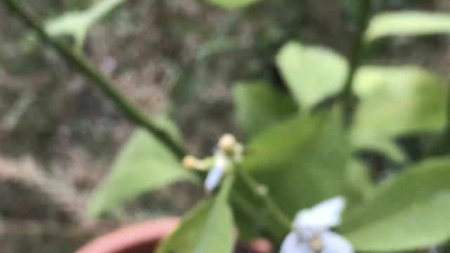 Mandarinier 'Citrus reticulata' Petites fleurs parfum intense смотреть онлайн