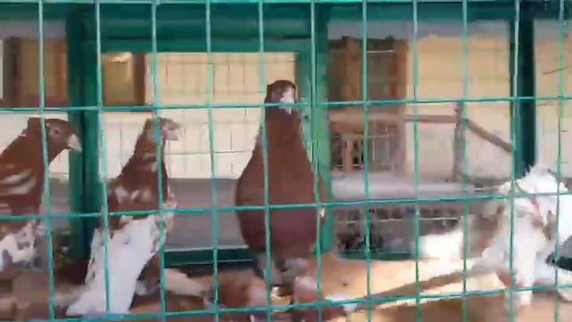 АНДИЖОН БОГИ ШАМОЛ  КАБУТАР БОЗОРИ