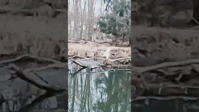 FALCONRY 💯| duck hawking with a goshawk смотреть онлайн