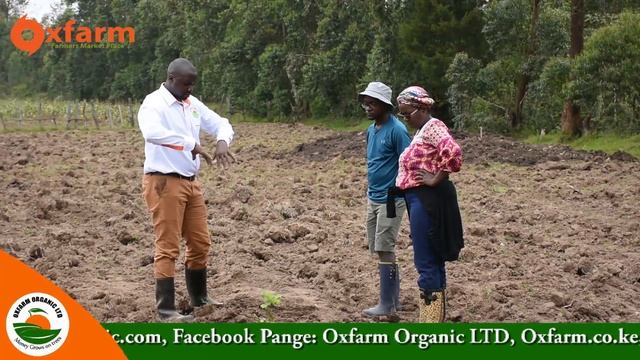 Hass avocado & macadamia establishment at Nyamira - OxfarmAg Ltd смотреть онлайн