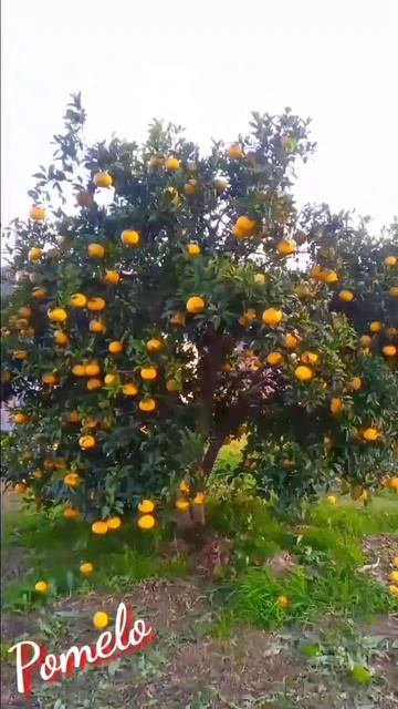 Pomelo / Grapefruit #shorts #trending #asmr #fruit смотреть онлайн