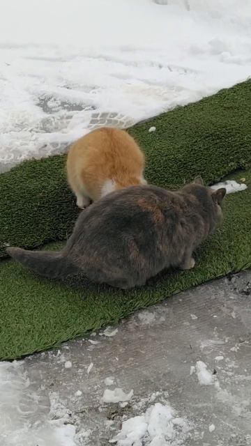 #shorts Весёлые пушистики - Кормим кошек. смотреть онлайн