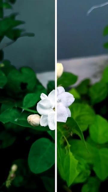 Jasmine #jasmine #naturephotography #youtubeshorts #trendingshorts смотреть онлайн