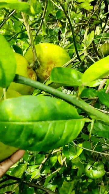 🍋🍋🤨 Looks like a Grapefruit but Tastes Like a Lemon#shorts смотреть онлайн