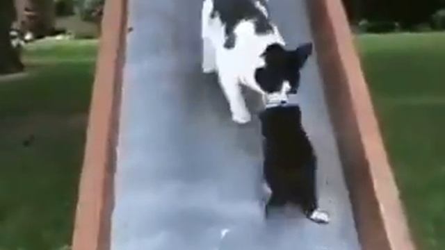 Kaydıraktan Kayan Kedi смотреть онлайн