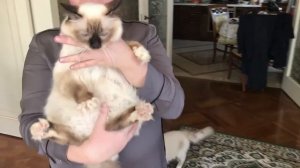 Вивьен - белые лапки