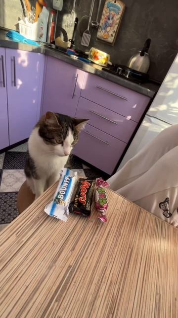 Что выберет котик? 🤣