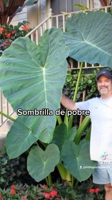 La famosa oreja de elefante смотреть онлайн