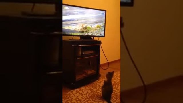 Кошка Ася смотрит телевизор смотреть онлайн