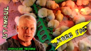 Купил цыплят бройлеров. Суточные цыплята. Кобб 500