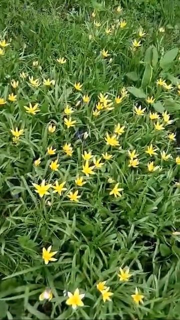 Нарциссы, тюльпаны и мускари. Цветы дарящие настроение