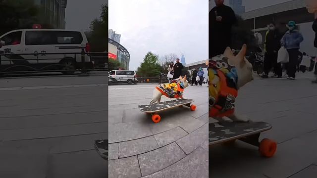 狗狗挑战滑板下楼梯，还能板上转圈，高超炫技惊呆路人！#法斗 #萌宠 #滑板狗 смотреть онлайн