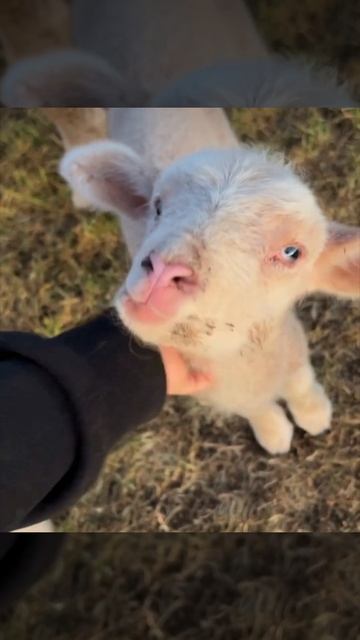 His little wonky face gets me everytime🥹 #lamb #sheep #pets #animals #cat #kitten #shorts смотреть онлайн