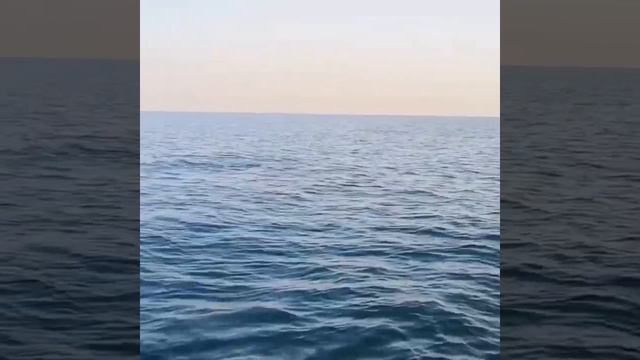 Пара дельфинов 🐬 на закате/Лазаревское 🌴/Июль 2023 #лазаревское #отдыхвсочи #дельфины #черноеморе смотреть онлайн