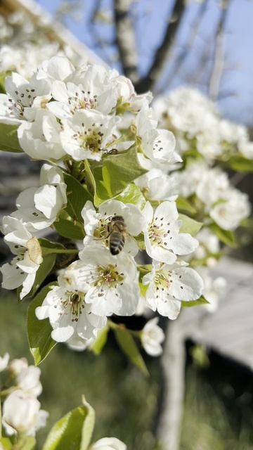 Весна, время пробуждения от спячки смотреть онлайн