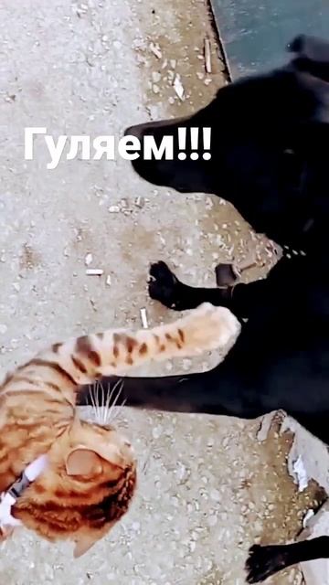 кот Лео леопард #shorts #cat #dogs