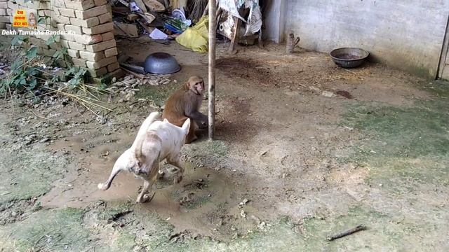 मंकी रानी और पिल्लू की जबरदस्त फनी।। monkey Rani and dog funny || i love Animals смотреть онлайн
