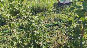 ежевика Астерина,очень выносливый сорт.29.05.24