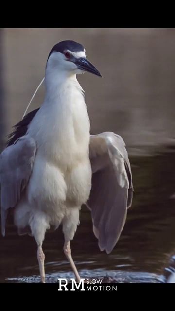 fun movements - black crowned night heron #1000fps #slowmotion #superslowmotion #bird смотреть онлайн
