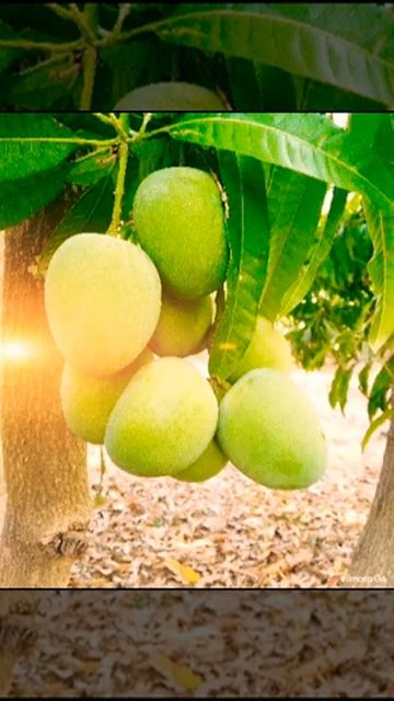 Hudding likan darure imin marang ULI jo ha kan New Ho Munda ringtone смотреть онлайн