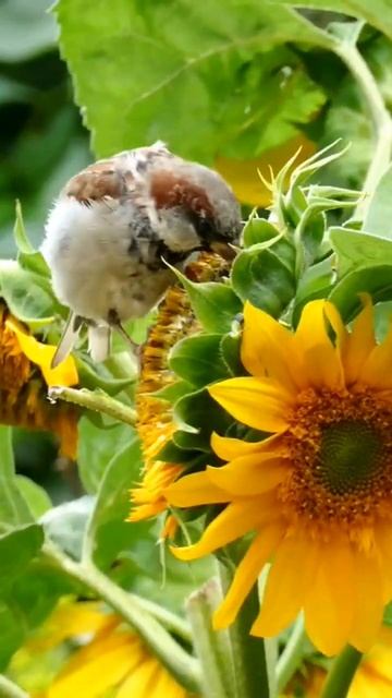 Sparrows #shots #shortvideo #natureshots #trending #nature смотреть онлайн