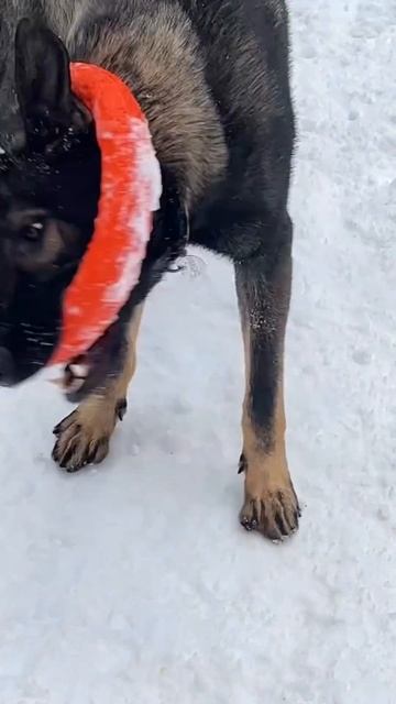 Зовёт играть 🙈😂 #gsd #shepherd #dog #germanshepherd #немецкаяовчарка #овчарка #funnydogs #собака смотреть онлайн