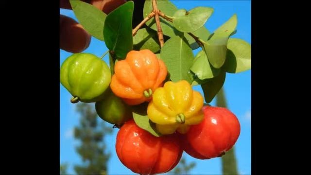 Benefícios da Pitanga смотреть онлайн