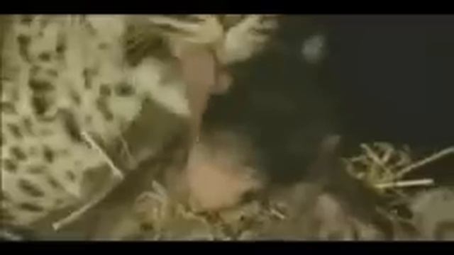 When the last tree The Kelly Family instrumental protest song Mandragora смотреть онлайн