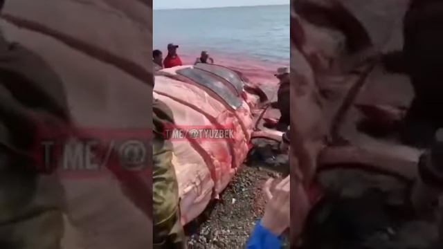 Броканеры кит охотились смотреть онлайн