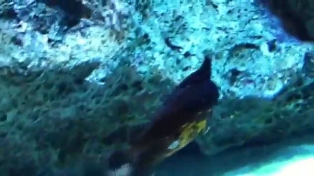 ろんぐのーずのばっとふぃっしゅ君だわさ。 смотреть онлайн