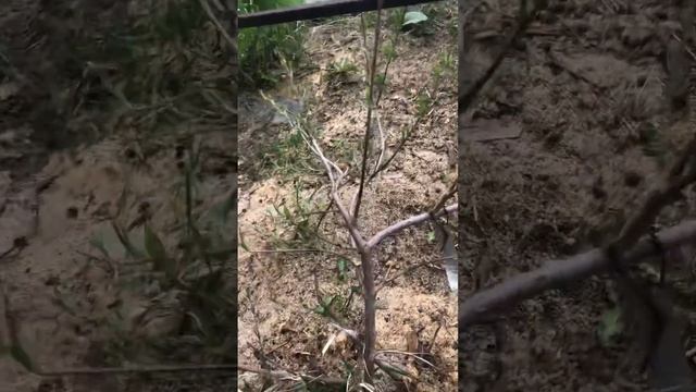 Кизил Сорт Натали зимуют в Екатеринбурге смотреть онлайн