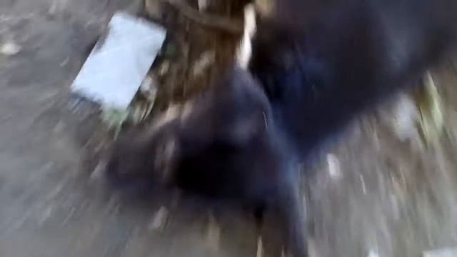 Собака отдыхает в тени смотреть онлайн