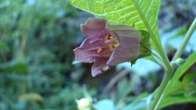 ATROPA BELLADONNA 2 смотреть онлайн