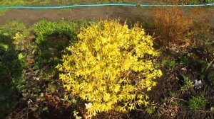 Когда стричь форзицию.