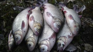 Весенняя рыбалка на крупного Язя!