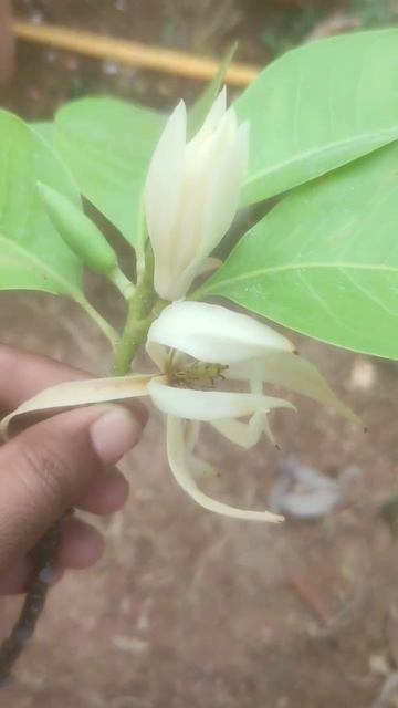 సంపంగి పువ్వులు смотреть онлайн