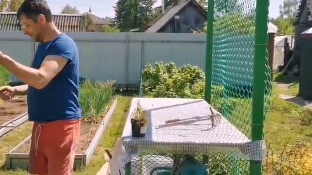 Секрет, от которого гвоздика станет пушистой !!!