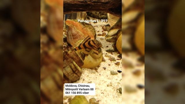 Panaqolus L-397 #antitrust #fish #аквариумистика смотреть онлайн