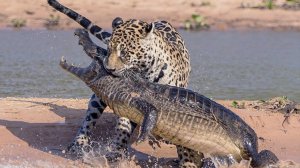 Ягуар – КОРОЛЬ джунглей! Охотник на КРОКОДИЛОВ и главный хищник Америки!