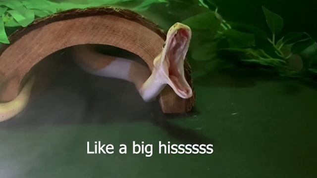 The Snake Song || Reptile Raps смотреть онлайн