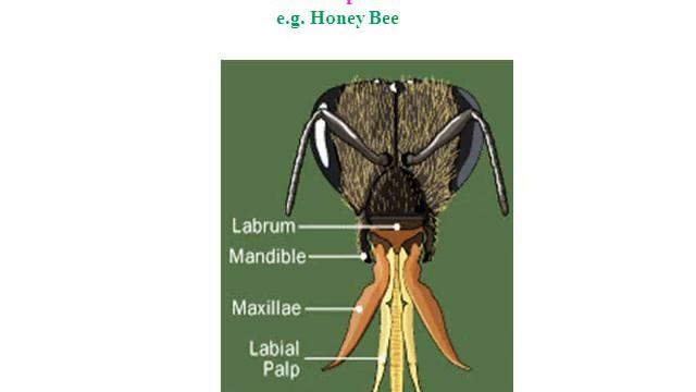 Study of Insect Mouth parts PART II, BY Mr.T.B.Ugale,Assistant Professor смотреть онлайн