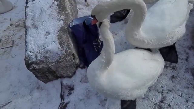 лебеди в Балтийске))) смотреть онлайн